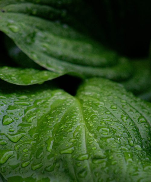 greenify